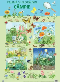 Planșă - Fauna și flora din câmpie - Paperback - Nelson Verlag - Didactica Publishing House