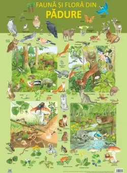Planșă - Fauna și flora din pădure - Paperback - Nelson Verlag - Didactica Publishing House