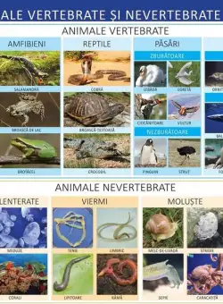 Animale vertebrate și nevertebrate - Planșă educativă - Paperback - Florica Alexandrescu - Didactica Publishing House