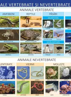 Plansa - Animale vertebrate si nevertebrate | Florica Alexandrescu